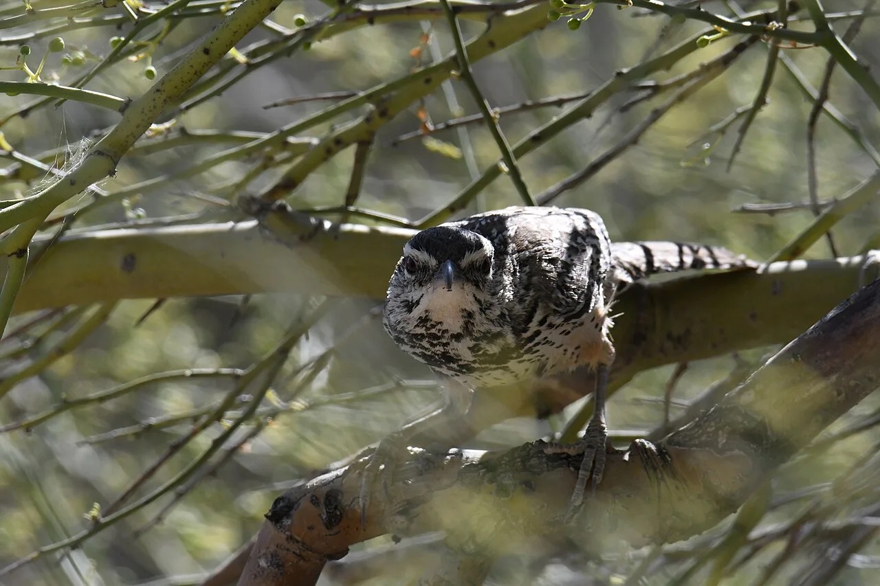 Cactus Wren, the state bird of Arizona, perched in the Sonoran Desert